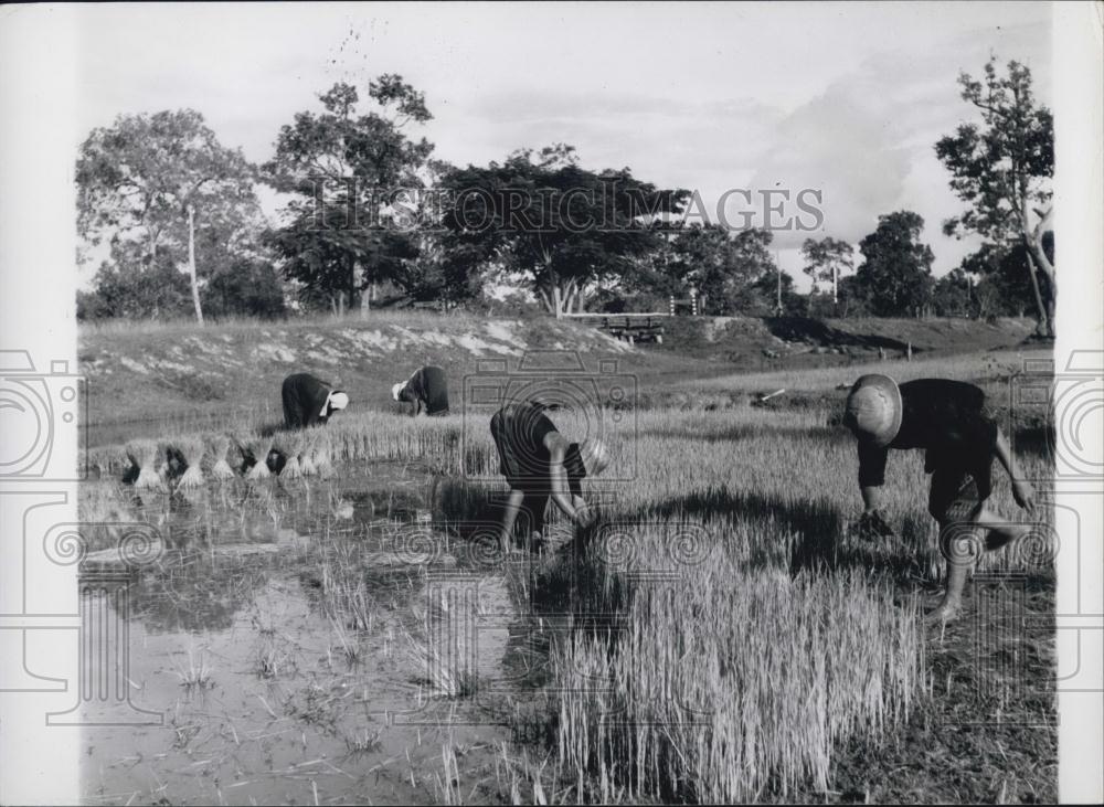 Press Photo Thailand&#39;s rice paddies - Historic Images