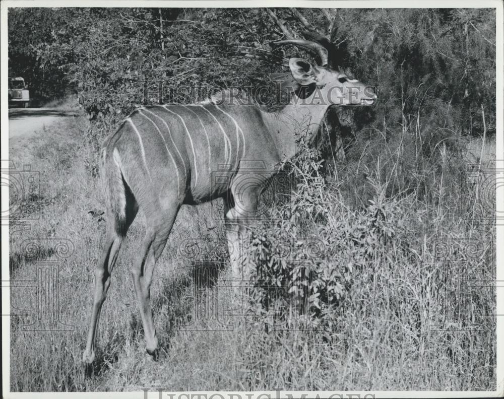 Press Photo Kudu Antelope in Zambia - Historic Images