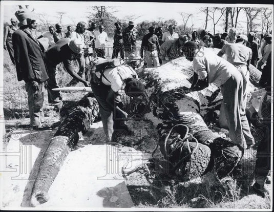 Press Photo Trying to move the dead Elephant - Historic Images