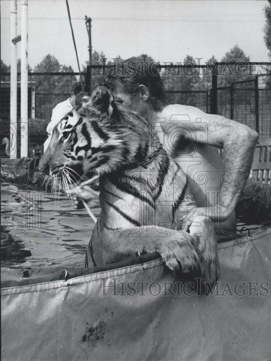 Press Photo Bengal Tiger Swimming In Pool - Historic Images