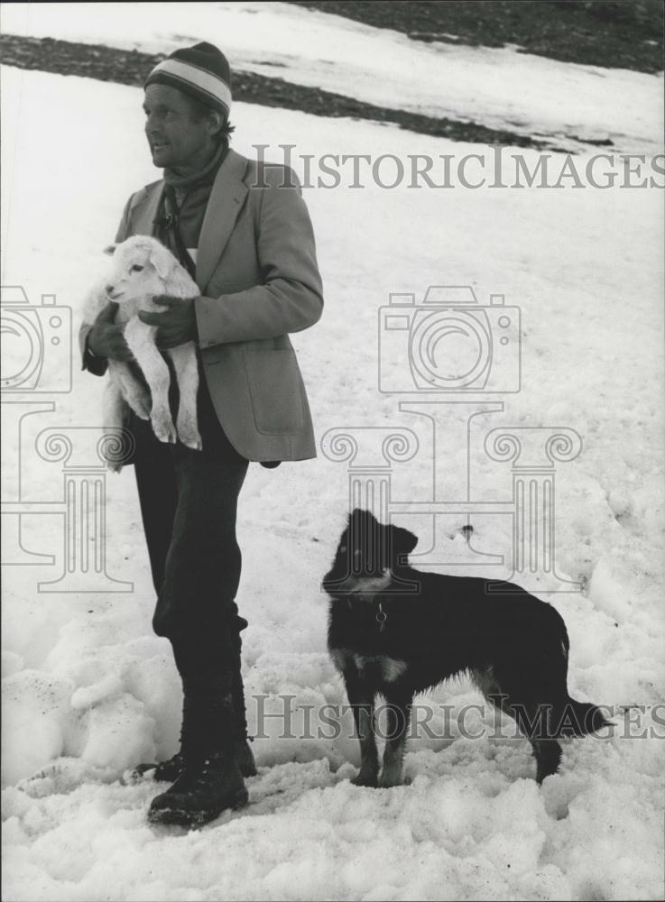 Press Photo Sheep driving over mountain pass Kisten - Historic Images