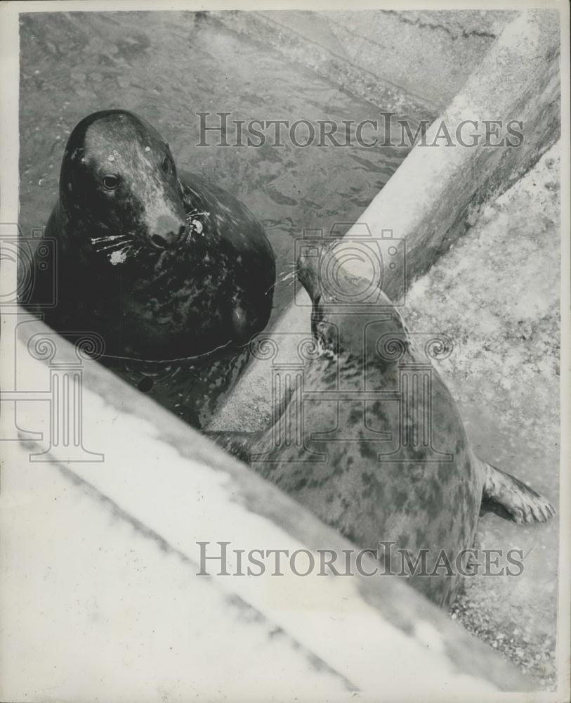 Press Photo Seals at the London Zoo - Historic Images