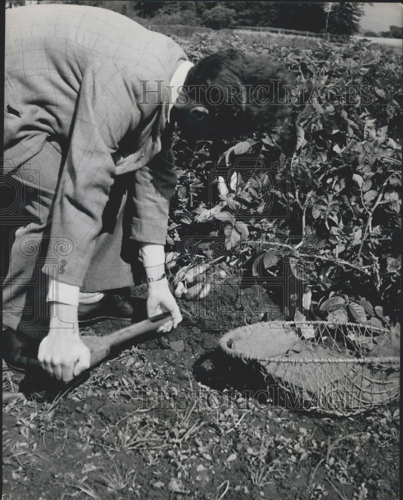 Press Photo Potato Harvest - Historic Images