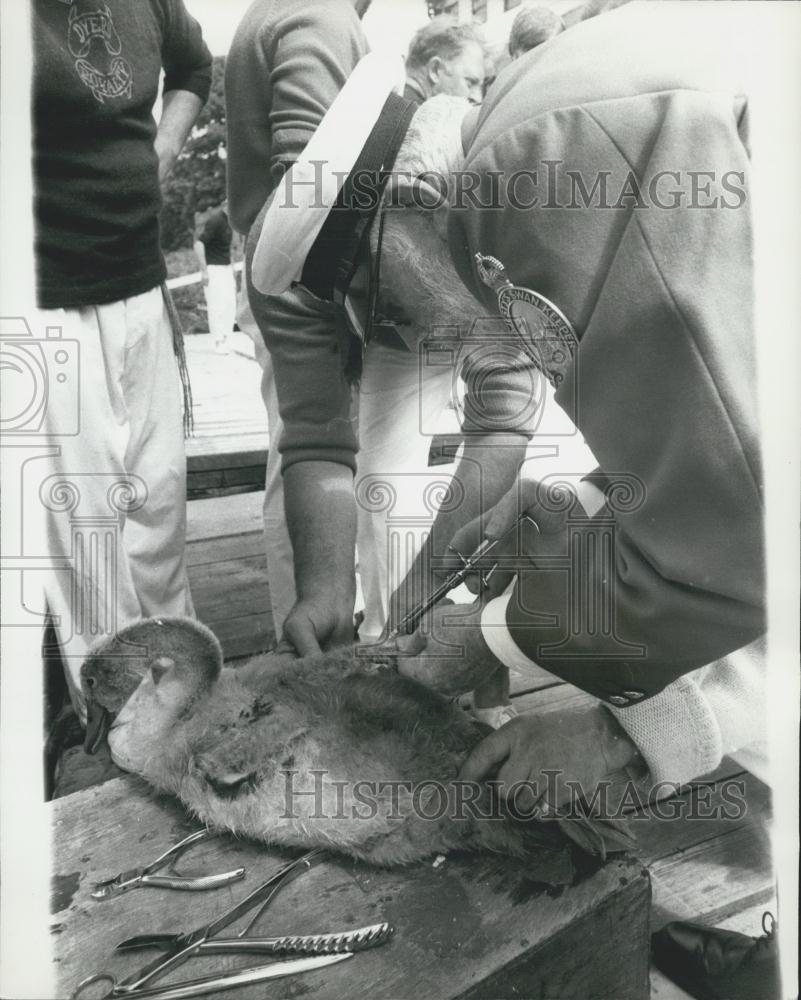 1978 Press Photo Annual Swan Upping Expedition Thames Henley Rivers F.J. Turk - Historic Images