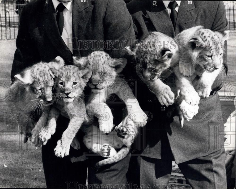 1957 Press Photo London Zoo&#39;s lion cub quins - Historic Images