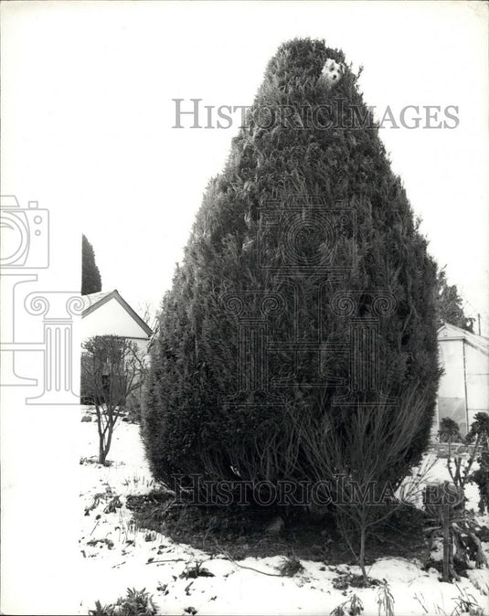 Press Photo Tina the Terrier in a Tree - Historic Images