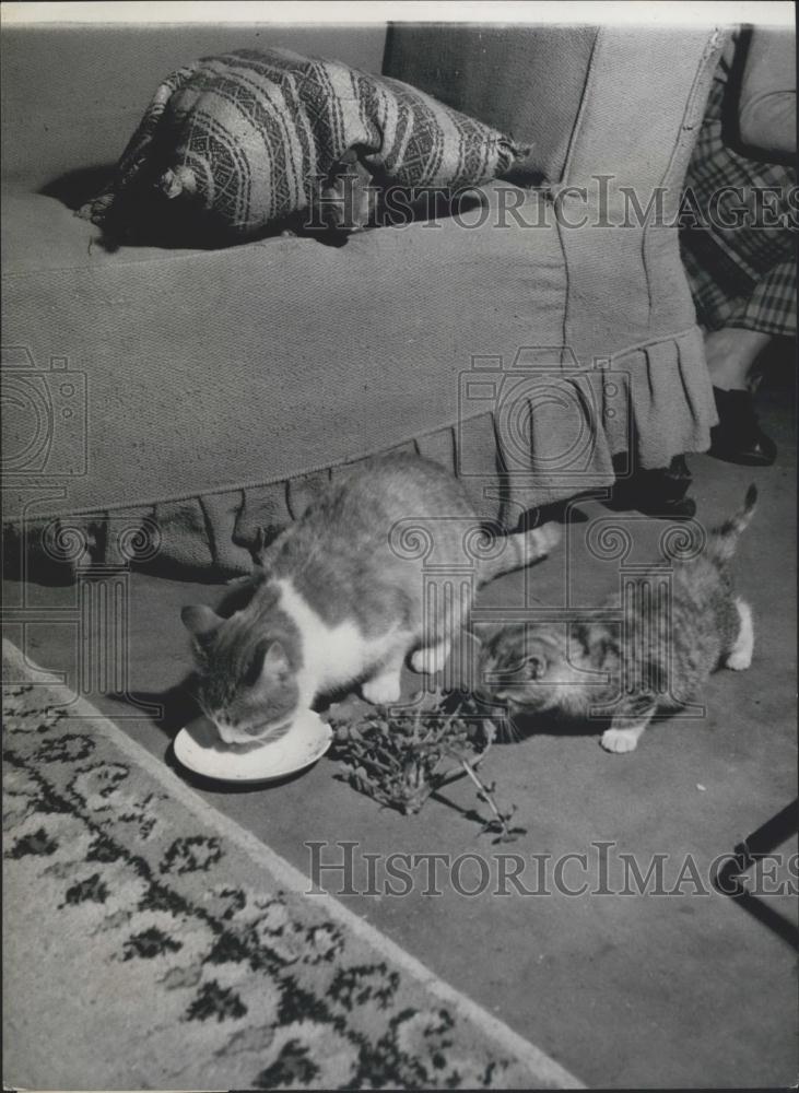 Press Photo A bunny and some cats - Historic Images