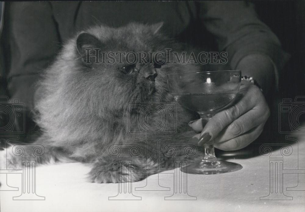 1953 Press Photo Blue Persian was Selected As the King Of Cats&quot; at the show&quot; - Historic Images