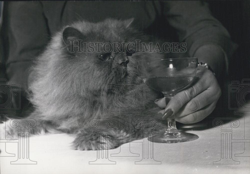 1953 Press Photo Blue Persian was Selected As the King Of Cats" at the show" - Historic Images