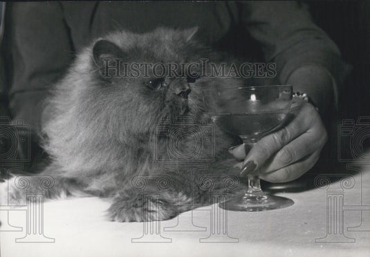 1953 Press Photo Blue Persian was Selected As the King Of Cats
