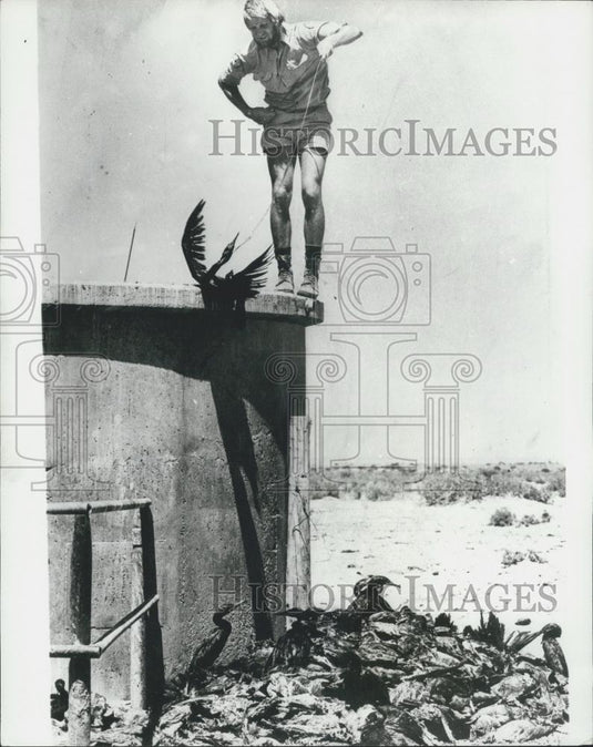 Press Photo Malcolm Mitchell Station Ranger Helps Drowning Coormorants - Historic Images