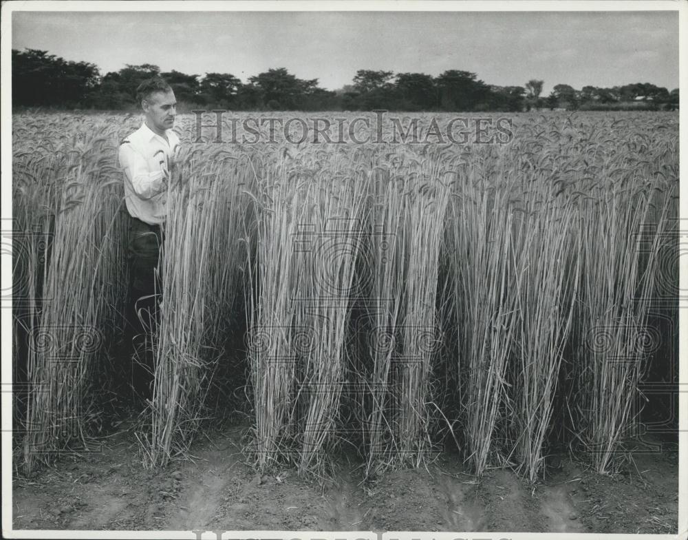 Press Photo Wheat Trial At Chalimtana Experimental Farm Zambia Africa - Historic Images