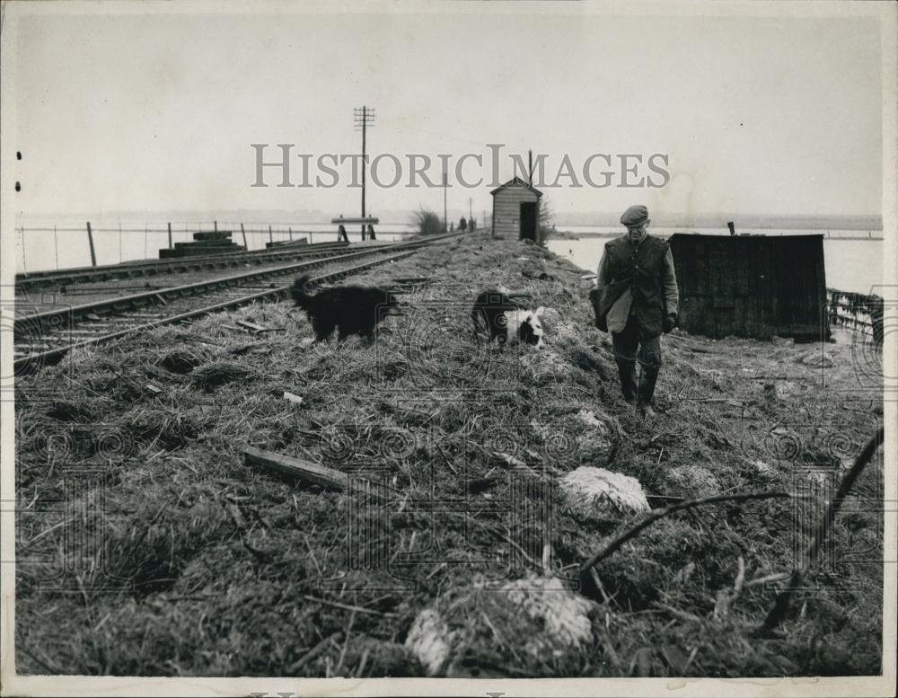 1953 Press Photo Mr. Andrew Barrie with his two Sheepdogs Mike" and "Jerry"" - Historic Images