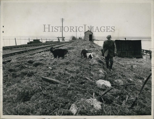 1953 Press Photo Mr. Andrew Barrie with his two Sheepdogs Mike