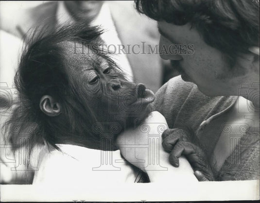 Press Photo Cody, Orangutan - Historic Images
