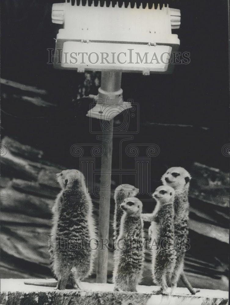 1972 Press Photo Meerkats at the Frankfurt Zoo - Historic Images