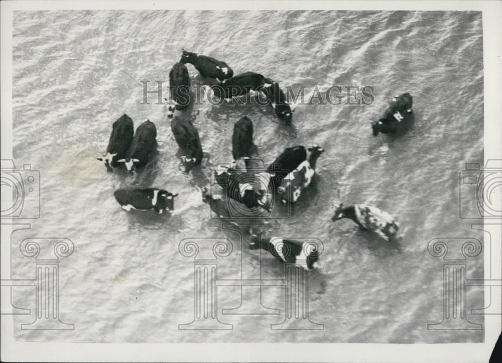 1953 Press Photo Essex Flood area.. Cattle at Foulness Island - Historic Images