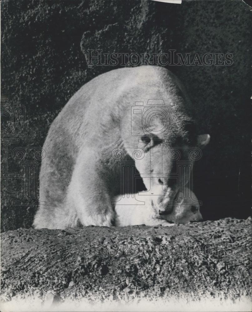1950 Press Photo Sunshine brings out the baby Polar bear to play with mother - Historic Images