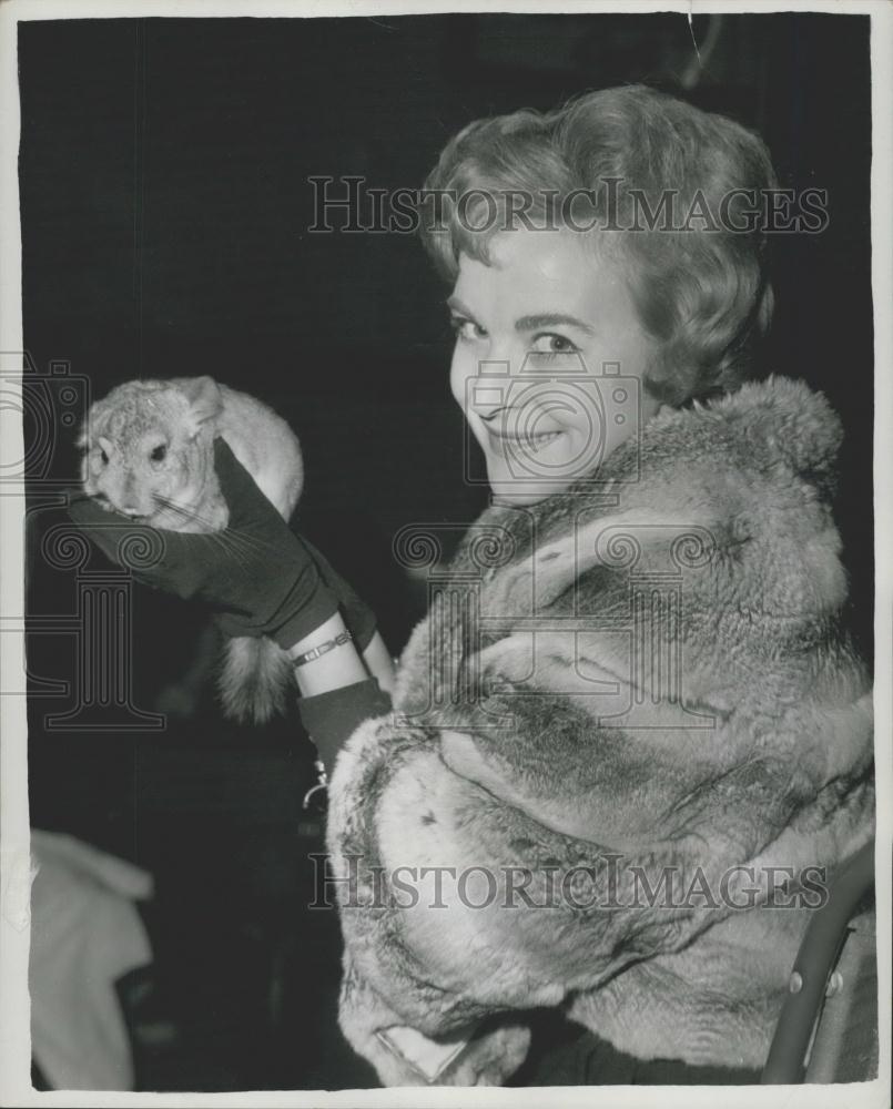 Press Photo National Chinchilla Show in London Elizabeth Bannister - Historic Images