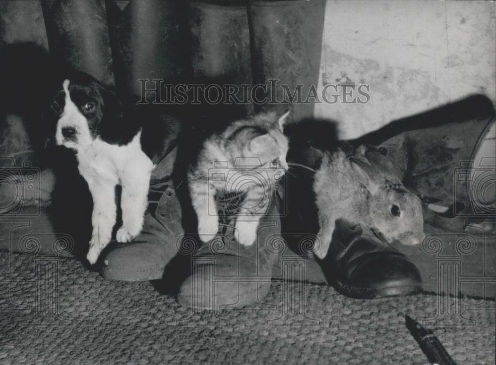 Press Photo A Puppy Kitten And Rabit In Shoes - Historic Images