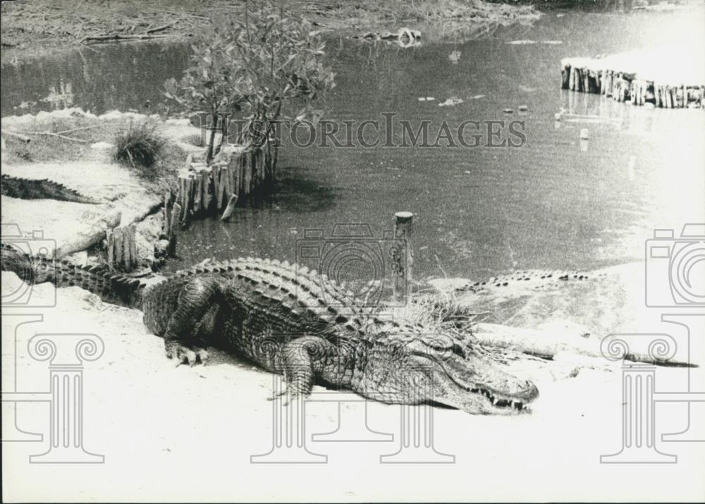 Press Photo Crocodile - Historic Images