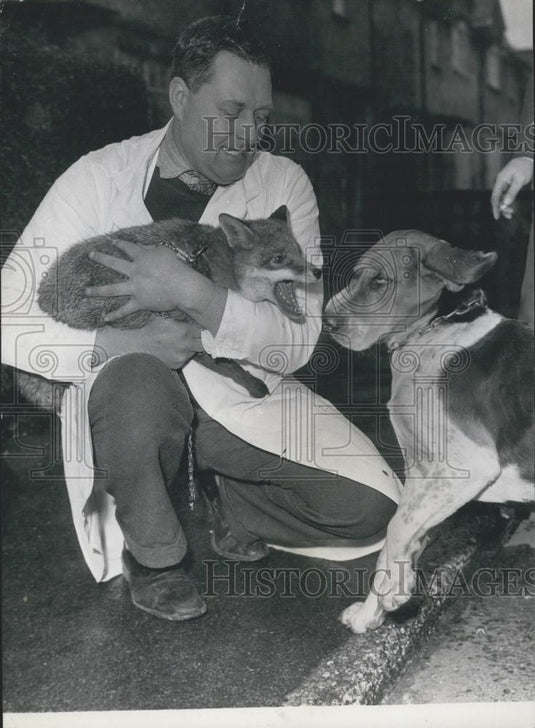 Press Photo Fox Screams At Foxhound While In Vets Arms In London - Historic Images