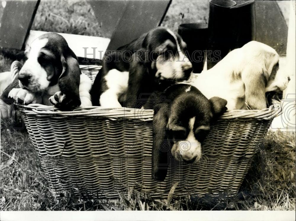 1977 Press Photo Little basset puppies - Historic Images