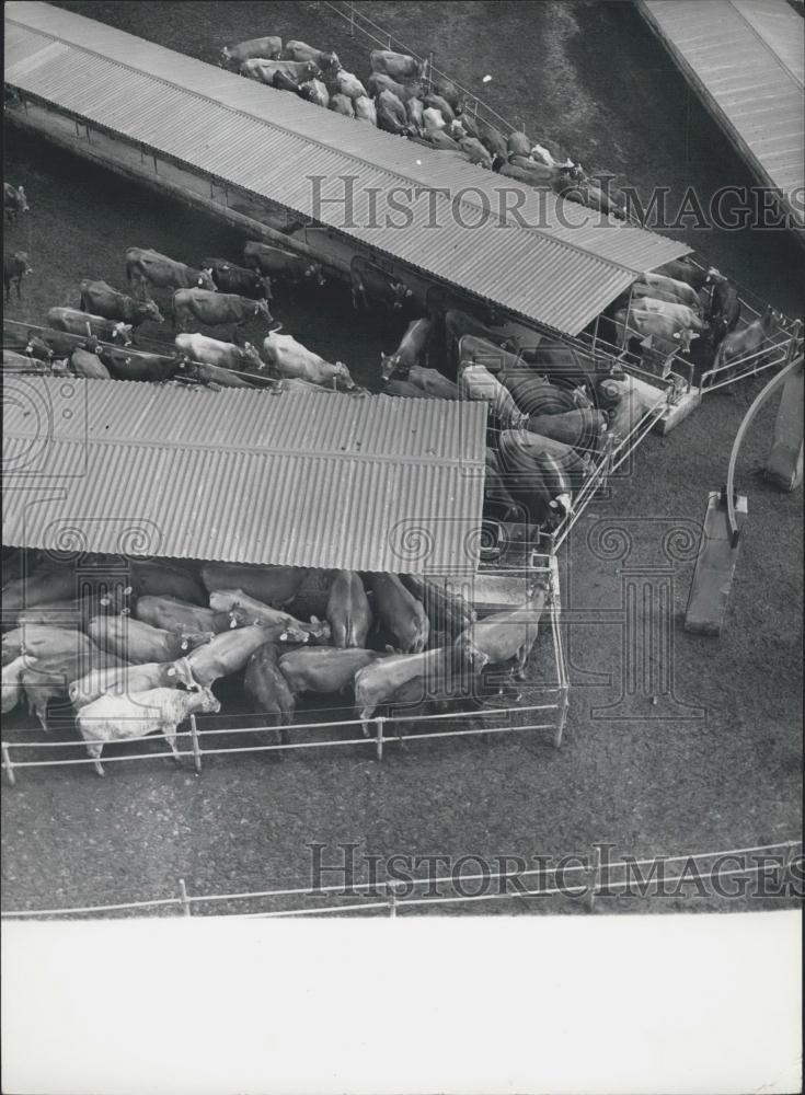 1968 Press Photo New Mechanized Dairy Farm for Bulgarian Stock-Breeding - Historic Images