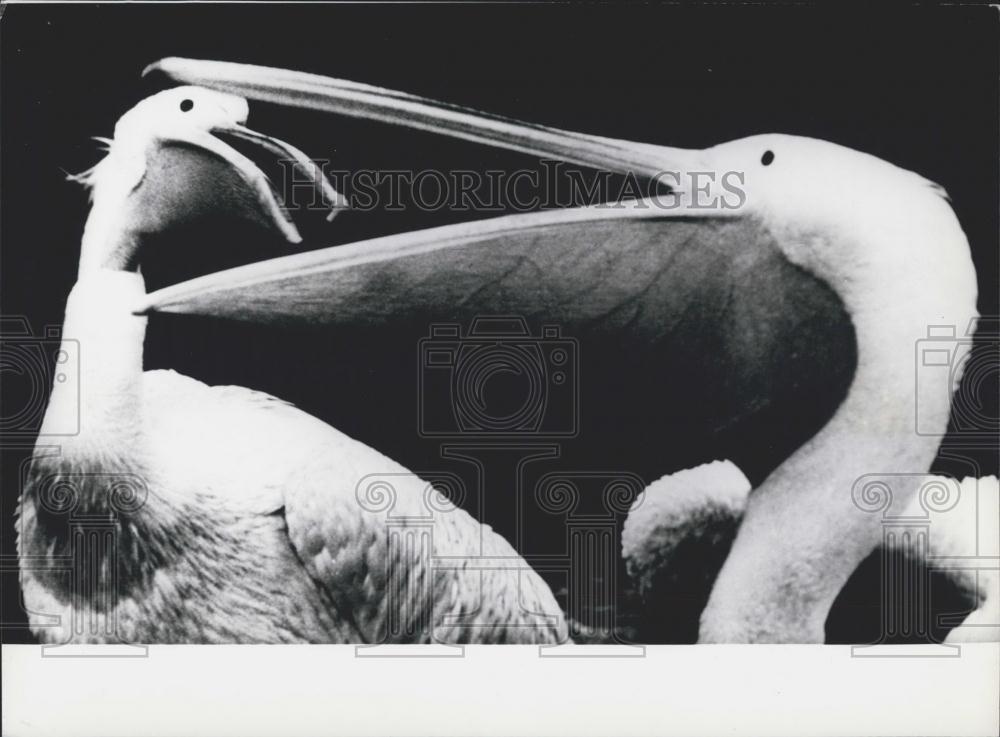 1974 Press Photo two pelicans at the Budapest Zoo. - Historic Images