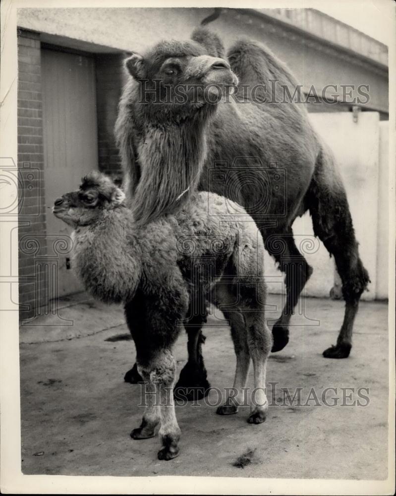 1954 Press Photo Peggy with her offspring &quot;Chris&quot; at the Zoo this morning camels - Historic Images