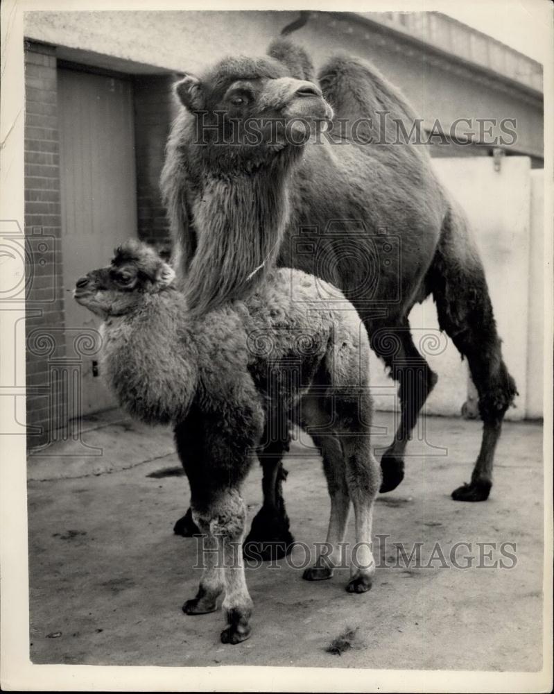 1954 Press Photo Peggy with her offspring "Chris" at the Zoo this morning camels - Historic Images