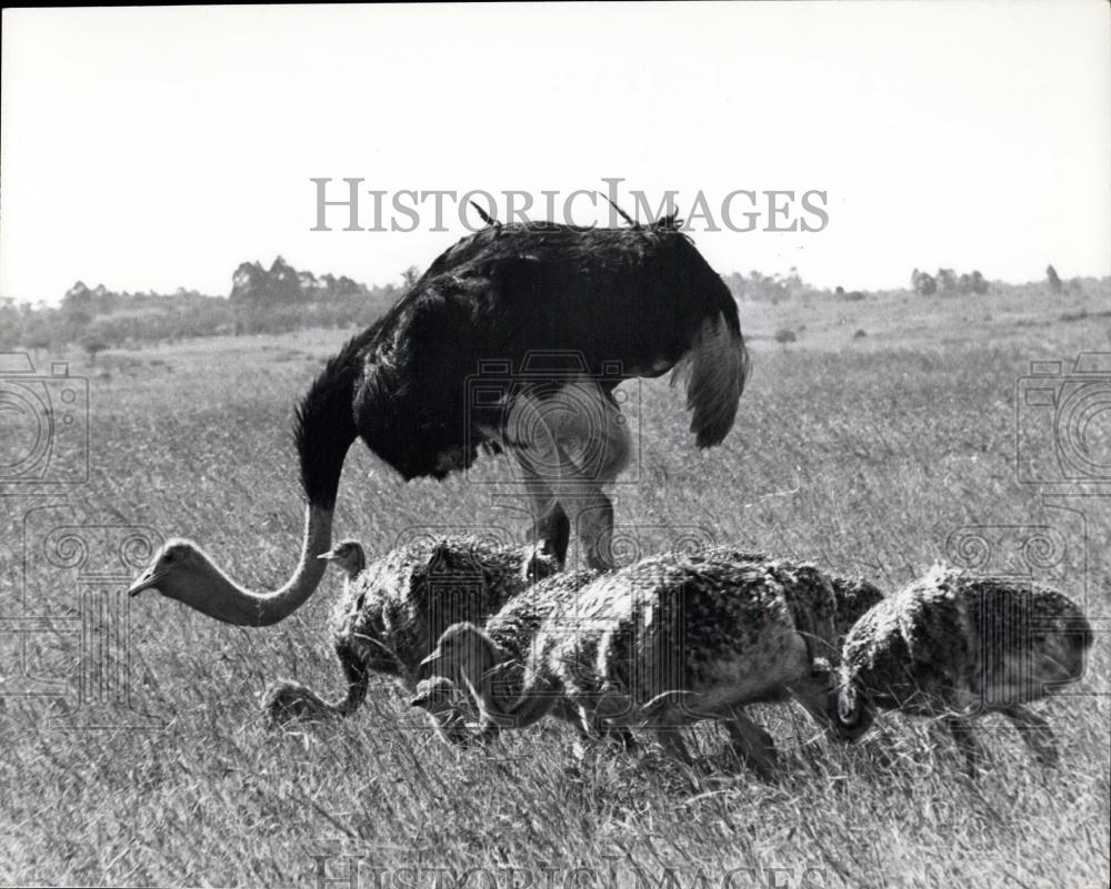 Press Photo Ostrich With Chicks, Nairobi Kenya - Historic Images