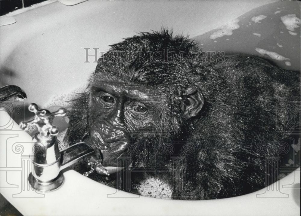 Press Photo Monkey Bath - Historic Images