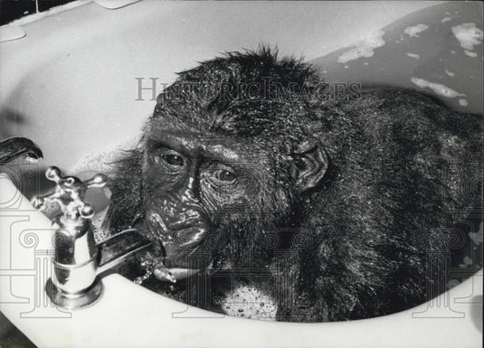 Press Photo Monkey Bath - Historic Images