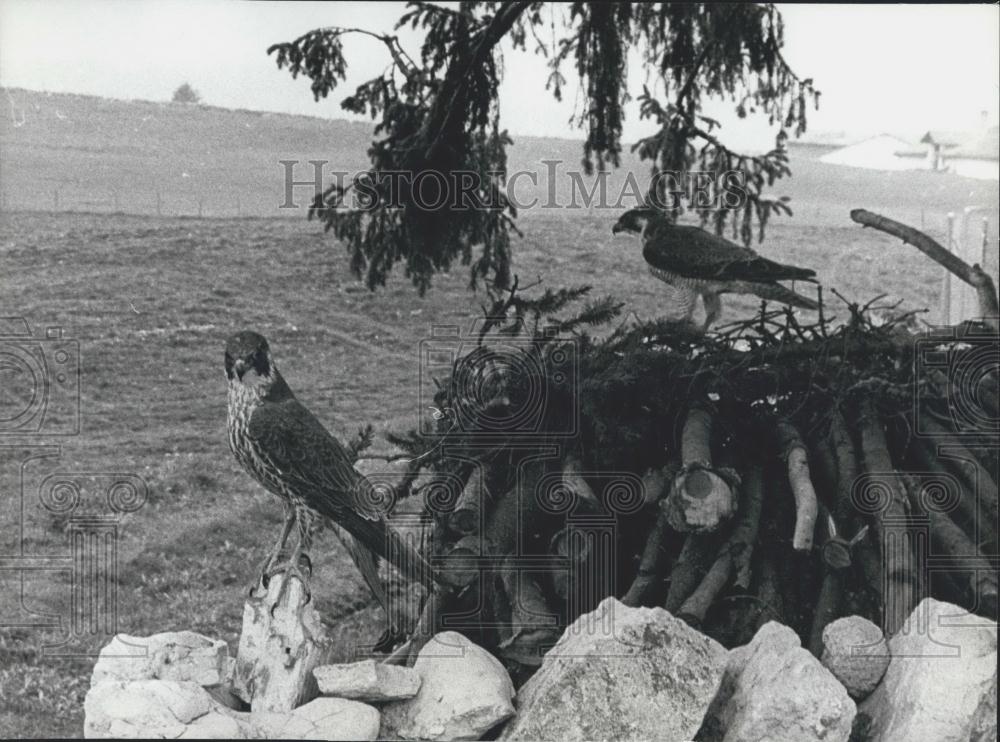 1977 Press Photo Thieves Steal Falcons From Switzerland For Hunting-Police Alert - Historic Images