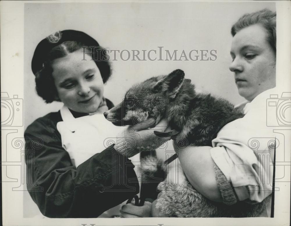 1952 Press Photo P.D.S.A. Sanatorium, St. Swithin&#39;s Farm - Historic Images