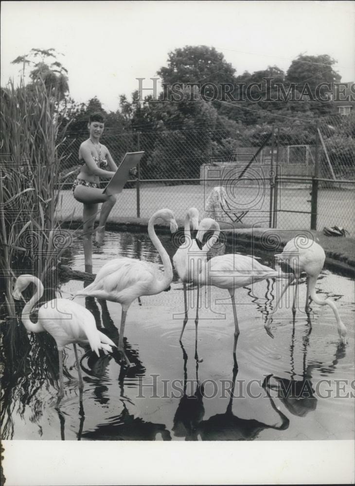 Press Photo Artist Susie Lewis keeping cool one-legged flamingo-style - Historic Images