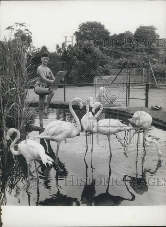 Press Photo Artist Susie Lewis keeping cool one-legged flamingo-style - Historic Images