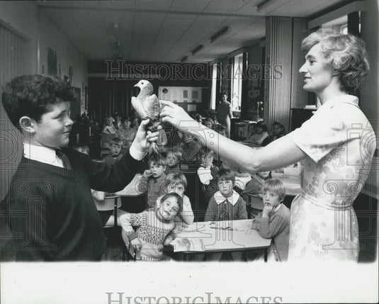 Press Photo Procy, the homing pigeon - Historic Images