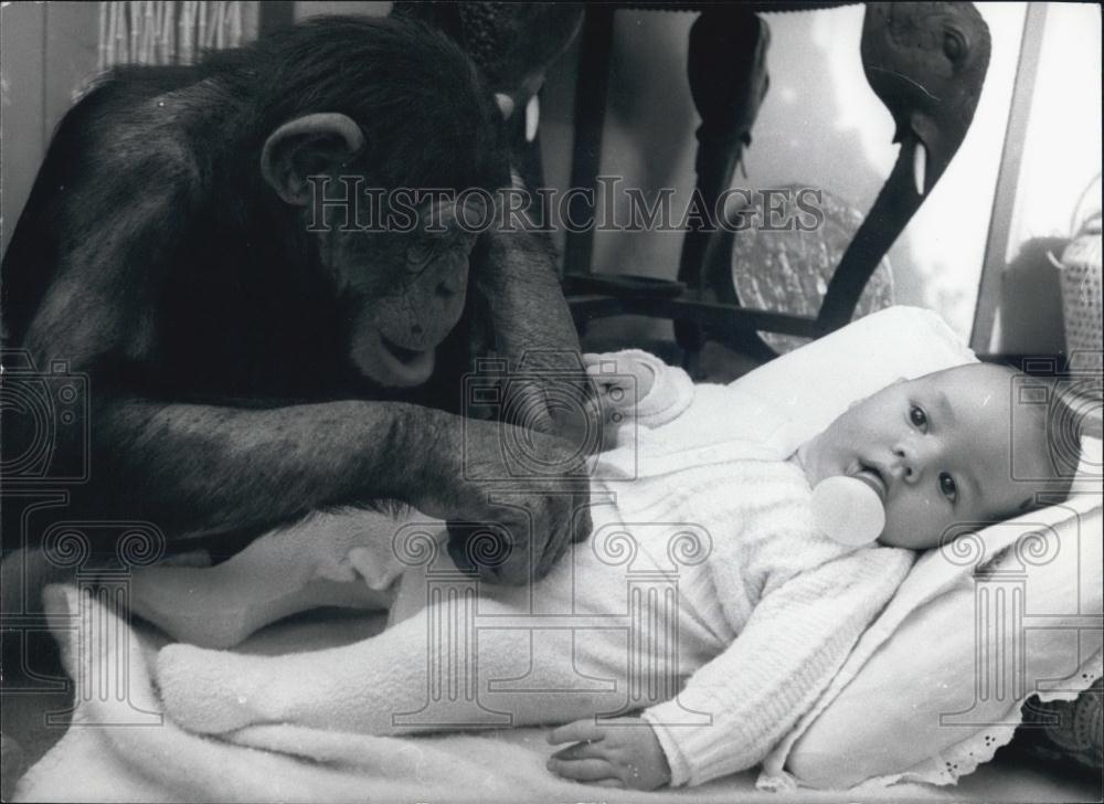 Press Photo Chimpanzee Babysits baby Johnny - Historic Images