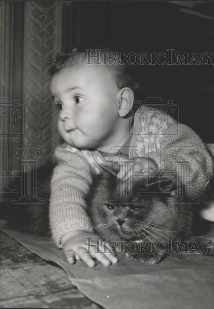 1954 Press Photo Blue Persian, Annual Cat Show, Hotel Crillon, Paris - Historic Images