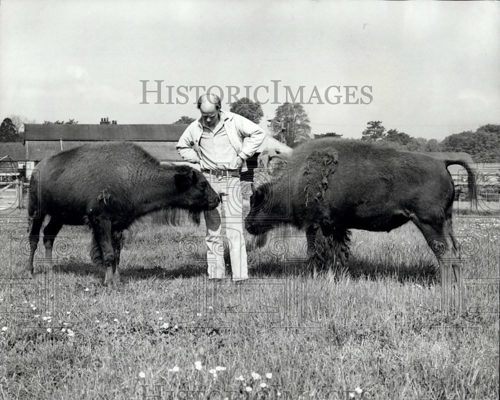 1981 Press Photo Roast Bison of England: American Bison - Historic Images