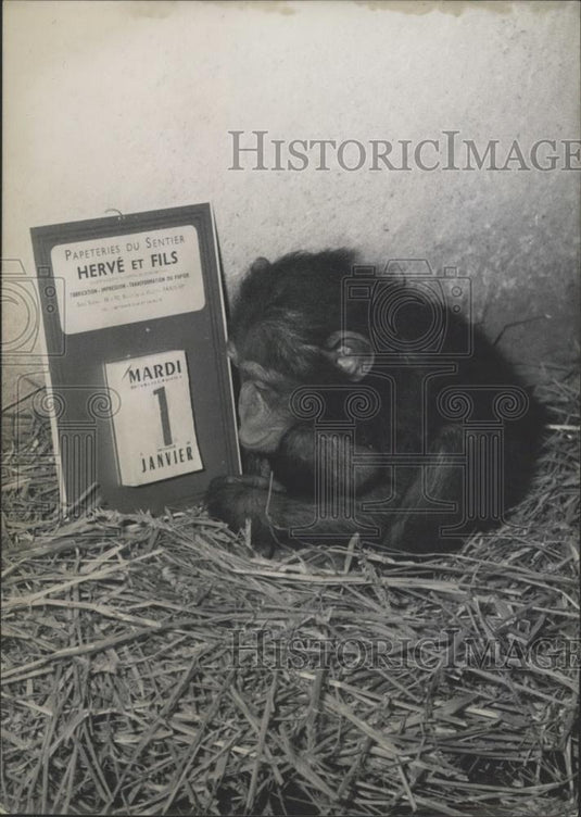 Press Photo Chimpanzee, Vincennes Zoo - Historic Images