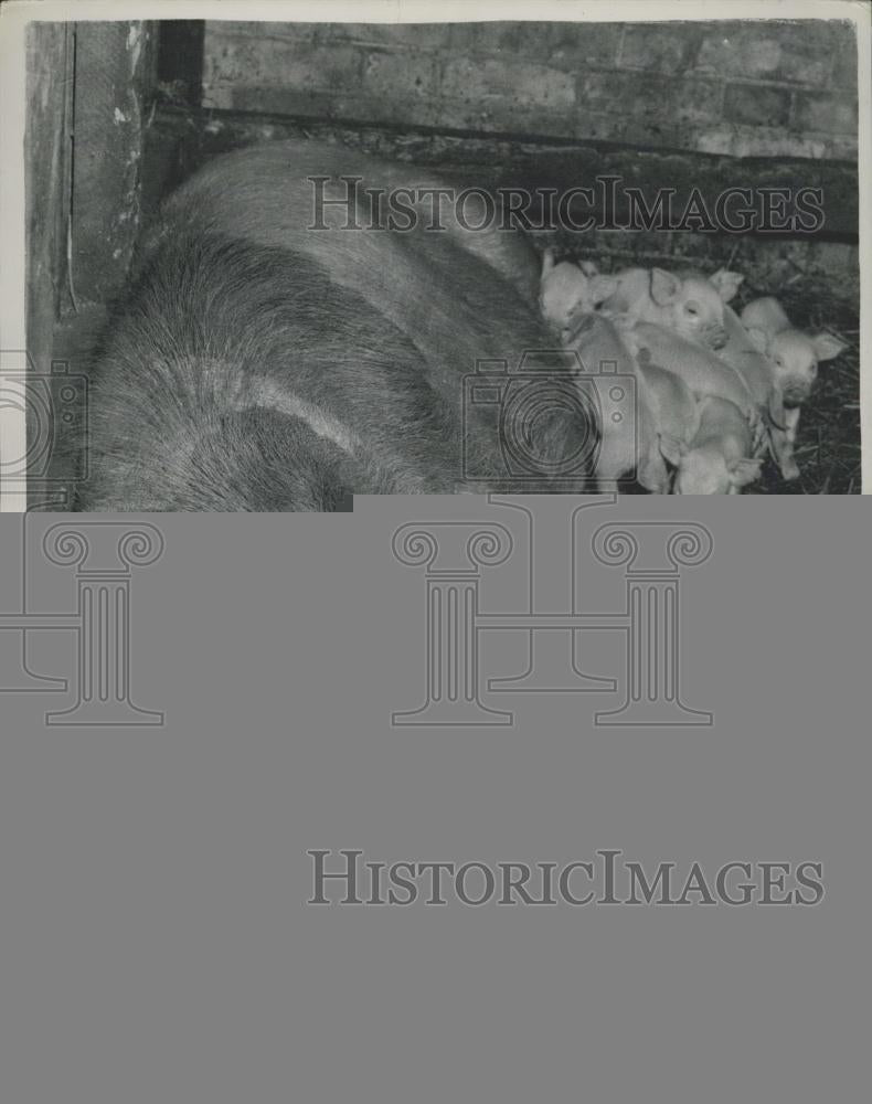 1953 Press Photo 12 Piglets born on Coronation Day - Historic Images