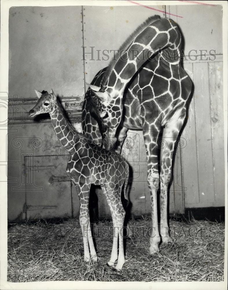 1959 Press Photo Baby Giraffe Named Grumpy Born At London Zoo - Historic Images