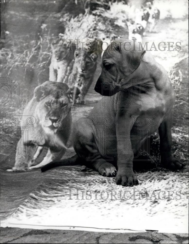 Press Photo Rhodesian Ridge Back Labrador Puppy - Historic Images