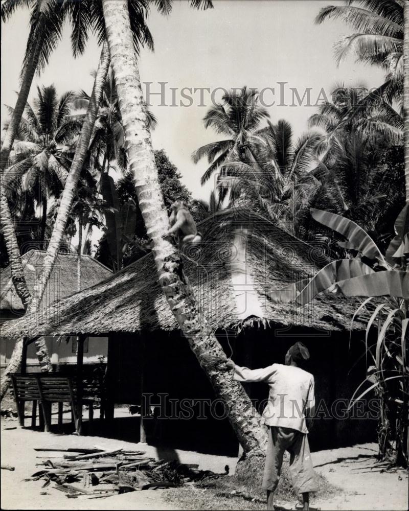 Press Photo Madame Monkey works for her living in Sumatra - Historic Images