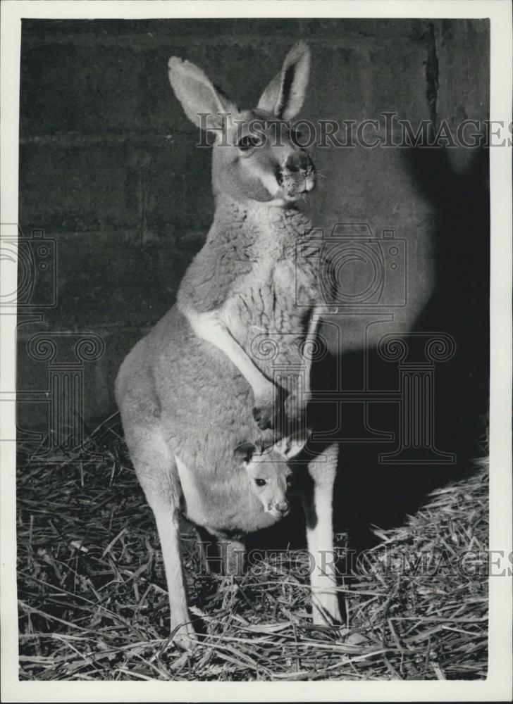 1960 Press Photo Chester Zoo,kangaroo and her baby joey - Historic Images