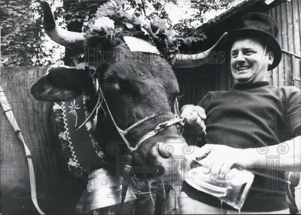 1971 Press Photo Traditional Ox-Race in Dachau,Germany - Historic Images