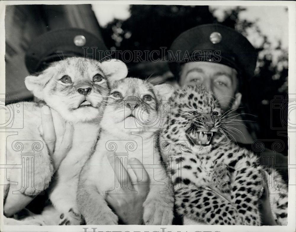 1962 Press Photo Lion And Leopard Cubs At London Zoo Frances Linda Sultan - Historic Images